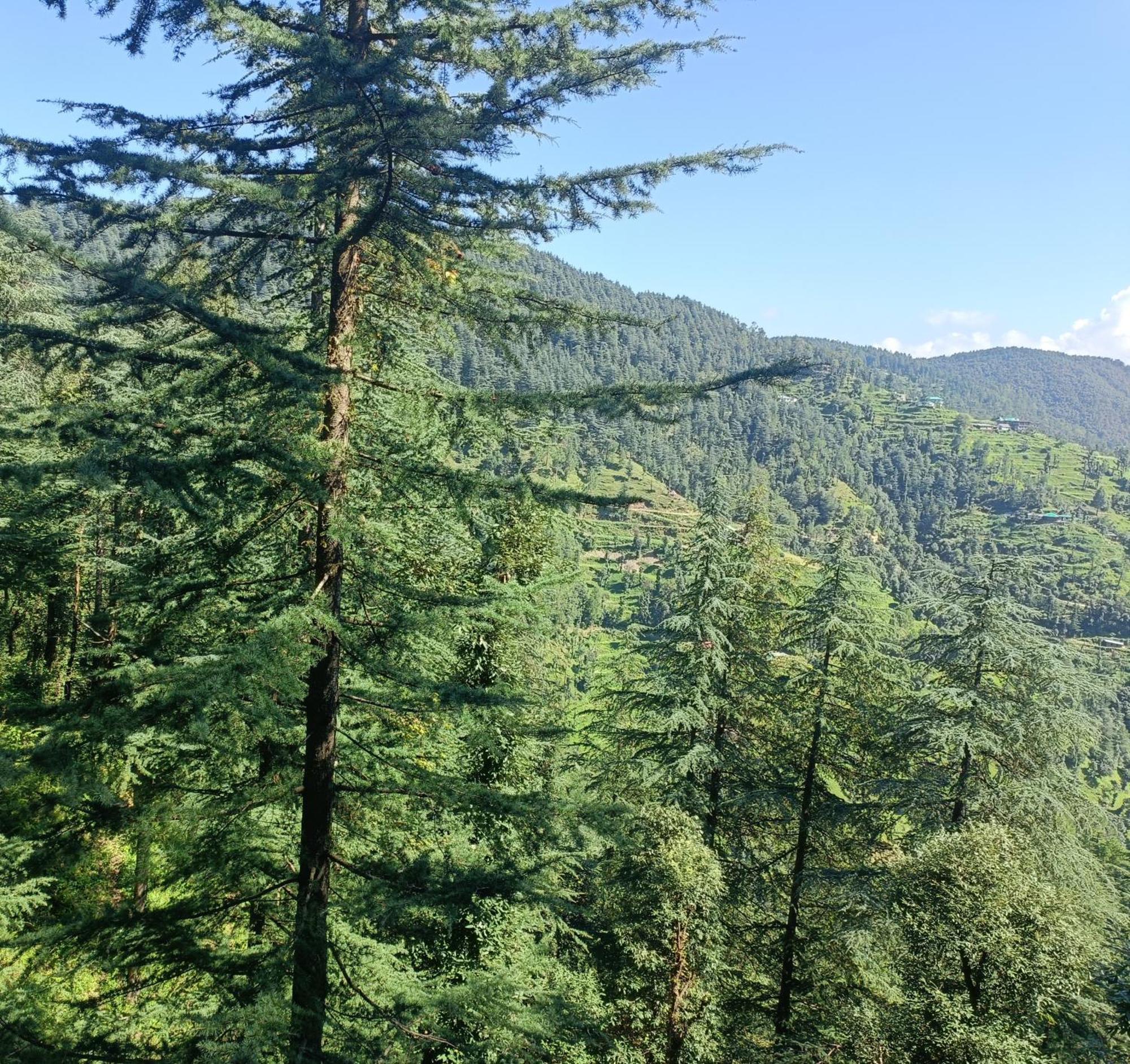 Peace Holiday Homestay Chail Zewnętrze zdjęcie